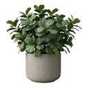 Ver imagem 7 de Kit 6 Mini Árvores Ficus Lyrata 85cm Artificial Silicone Premium Paisagismo Interno Decoração Luxuos