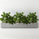 Ver mais imagens de Kit 6 Mini Árvores Ficus Lyrata 85cm Artificial Silicone Premium Paisagismo Interno Decoração Luxuos