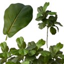 Ver imagem 1 de Kit 6 Mini Árvores Ficus Lyrata 85cm Artificial Silicone Premium Paisagismo Interno Decoração Luxuos