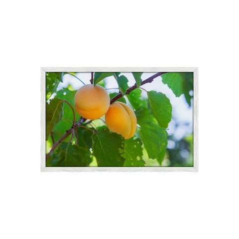 Quadro Decorativo Pêssego: Mod. 0409 Collor-ink Mod.0409 50 X 75cm Branco