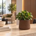 Ver imagem 5 de Vaso de Plantas Pequeno 15,5cm Tramontina Lótus Polietileno