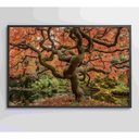 Ver imagem 5 de Quadro Sakura Rosa Outono 90x60 Cm Vidro Impresso
