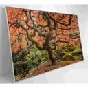 Ver imagem 7 de Quadro Sakura Rosa Outono 90x60 Cm Vidro Impresso