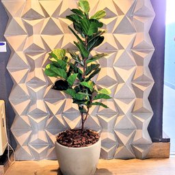 Ficus Lyratta Arvore Planta Artificial Toque Real Grande - 7