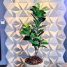 Ficus Lyratta Arvore Planta Artificial Toque Real Grande - 2