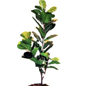 Ficus Lyratta Arvore Planta Artificial Toque Real Grande