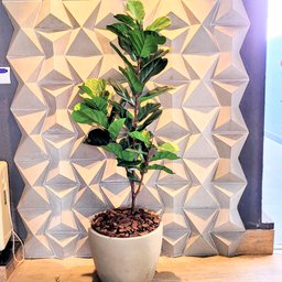 Ficus Lyratta Arvore Planta Artificial Toque Real Grande - 6