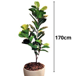 Ficus Lyratta Arvore Planta Artificial Toque Real Grande - 3
