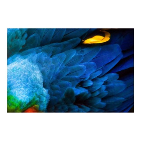 Arara Azul 1 Canaleta 80x53cm Preta