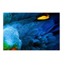 Ver imagem 1 de Arara Azul 1 Canaleta 80x53cm Preta
