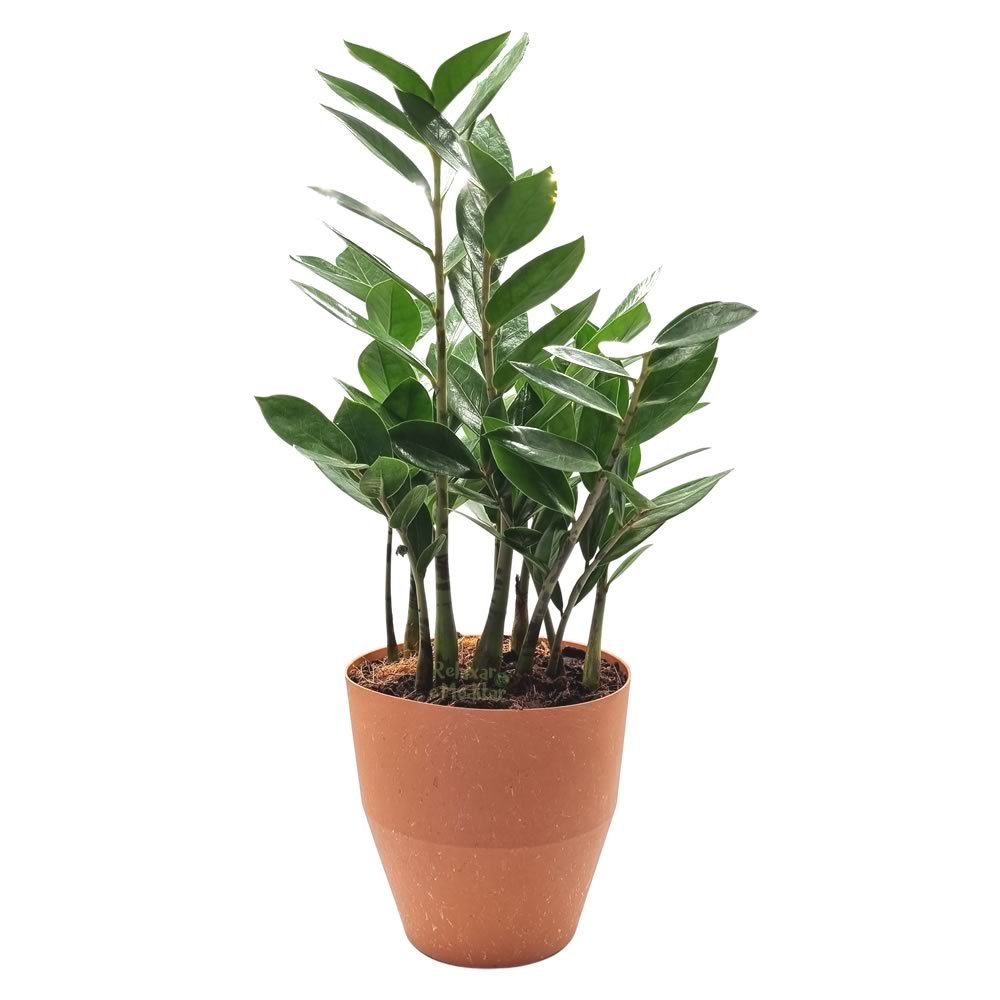 Vaso Cachepot com Planta Zamioculca (Médio) Relaxar e Meditar ...
