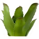 Ver imagem 2 de Kit 6 Peças Bromélia Planta Artificial Verde 21cm 8 Folhas