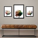 Ver imagem 1 de Set 3 Quadros Flores Minimalistas - Fotografias - com Vidro: Moldura Branca