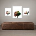 Ver imagem 2 de Set 3 Quadros Flores Minimalistas - Fotografias - com Vidro: Moldura Branca