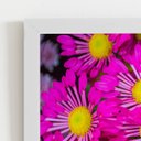 Ver imagem 2 de Quadro Crisântemo Roxo Foto Flores Moldura Branca 60x40cm