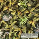 Ver imagem 3 de Buque Planta Artificial Samambaia X12 Folhas Toque Real Formosinha