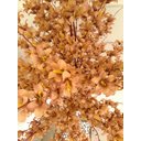 Ver imagem 3 de Planta Artificial Árvore Lírio Castanho com 1,60 Metros de Altura