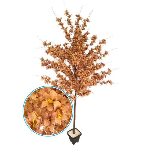 Planta Artificial Árvore Lírio Castanho com 1,60 Metros de Altura