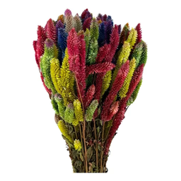 Buque Rabo de Gato Colorido Celosia Maço Flores Desidratadas - 5