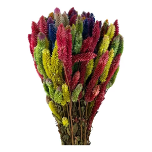 Buque Rabo de Gato Colorido Celosia Maço Flores Desidratadas