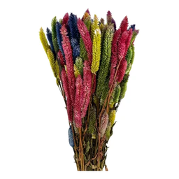 Buque Rabo de Gato Colorido Celosia Maço Flores Desidratadas - 3