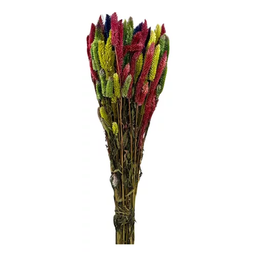 Buque Rabo de Gato Colorido Celosia Maço Flores Desidratadas - 4
