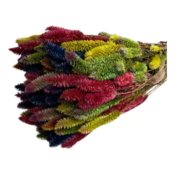 Buque Rabo de Gato Colorido Celosia Maço Flores Desidratadas - 2