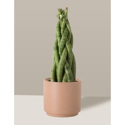 Vaso Cachepô de Cerâmica para Plantas Camurça PEQ - 5