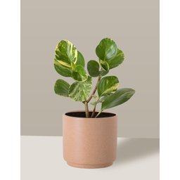 Vaso Cachepô de Cerâmica para Plantas Camurça PEQ - 3