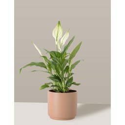 Vaso Cachepô de Cerâmica para Plantas Camurça PEQ - 4