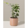 Vaso Cachepô de Cerâmica para Plantas Camurça PEQ - 6