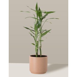 Vaso Cachepô de Cerâmica para Plantas Camurça PEQ - 2
