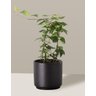 Vaso Cachepô de Cerâmica para Plantas Preto PEQ - 5