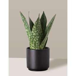 Vaso Cachepô de Cerâmica para Plantas Preto PEQ - 7