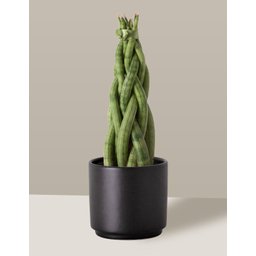 Vaso Cachepô de Cerâmica para Plantas Preto PEQ - 4