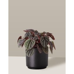 Vaso Cachepô de Cerâmica para Plantas Preto PEQ - 3