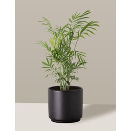 Vaso Cachepô de Cerâmica para Plantas Preto PEQ - 8