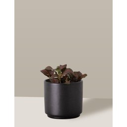 Vaso Cachepô de Cerâmica para Plantas Preto PEQ - 6