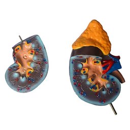 Rim Humano Corte Sagital em 2 Pts Modelo Anatomia - 3