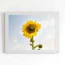 Ver imagem 1 de Quadro Girassol Flor Fotografia Céu Moldura Branca 60x40cm