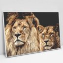 Ver imagem 3 de Quadro Decorativo em Canvas Casal de Leões TaColado Moldura Flutuante 4,5cm Freijó 120 x 80cm