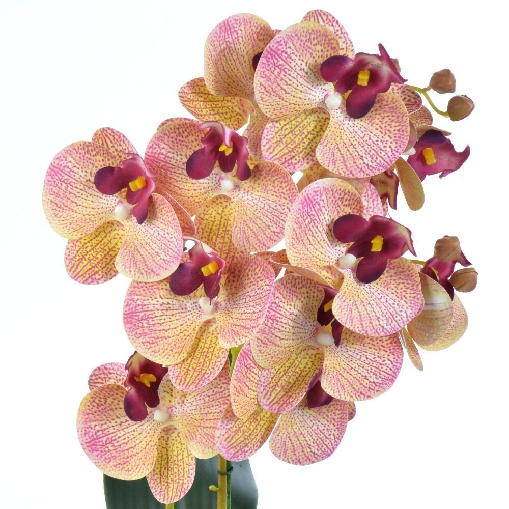 Arranjo 2 Orquídeas Outonadas em Vaso Ambar Lola - 2