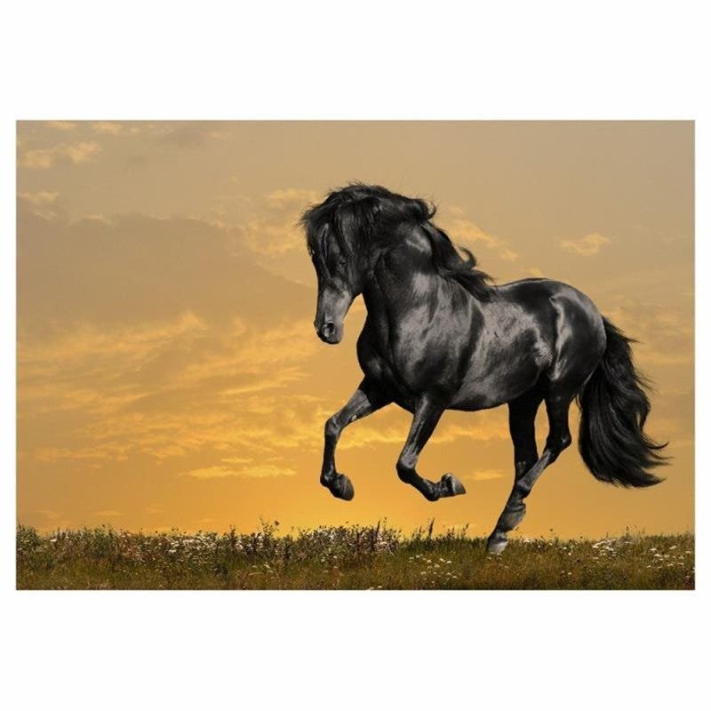 Quadro decorativo Cavalo Preto no Campo Pulando