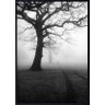 Quadro Decorativo Paisagem em Preto e Branco Parque com Nevoeiro 80x120 - 1