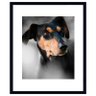 Quadro Decorativo Pet Cachorro da Raça Pinscher 50x60cm - 1
