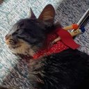 Ver imagem 6 de Colar Contenção de Sonda Esofágica Au Au Miau Company