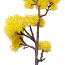 Ver imagem 4 de Kit 4 Plantas Artificiais Mamona Amarela Enfeite Jardim 70cm