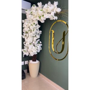 Cerejeira Arvore Instagramavel Branca Flores Delicadas 2mt