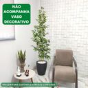 Ver imagem 2 de Planta Artificial Bambu 2 Metros Grande sem Vaso Decorativo