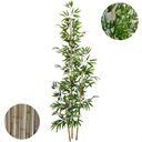 Ver imagem 1 de Planta Artificial Bambu 2 Metros Grande sem Vaso Decorativo